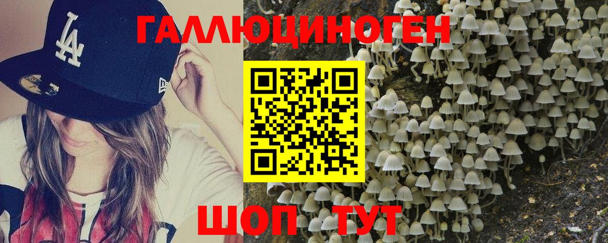 Псилоцибиновые грибы Psilocybine cubensis Куйбышев